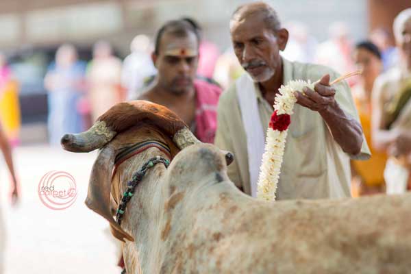 brahmin ceremony gau daan cow donation 
